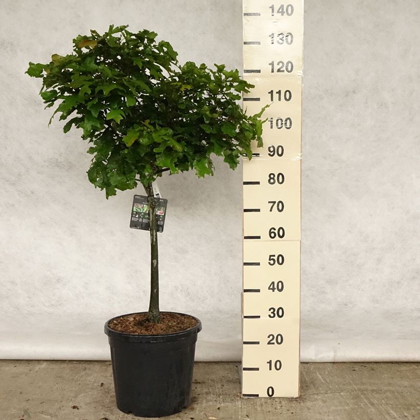 Quercus palustris Green Dwarf - Quercia palustre Vaso da 18L/20L, Vaso impalcato esemplare consegnato in primavera