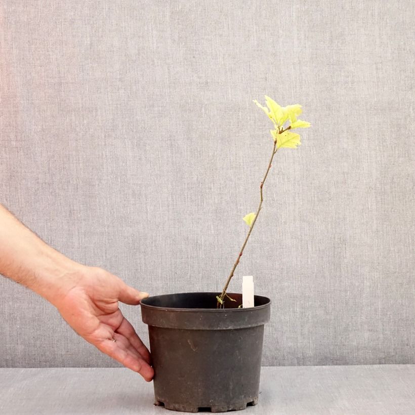 Esemplare di Quercia palustre - Quercus palustris Vaso da 3L/4L consegnato in estate