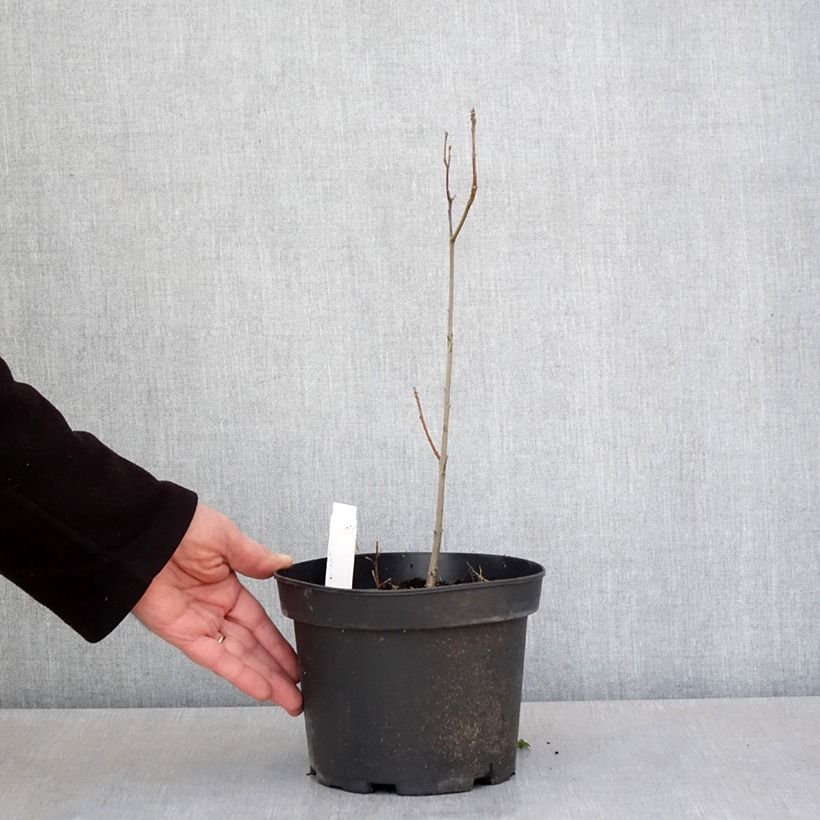 Quercia palustre - Quercus palustris Vaso da 3L/4L esemplare consegnato in primavera