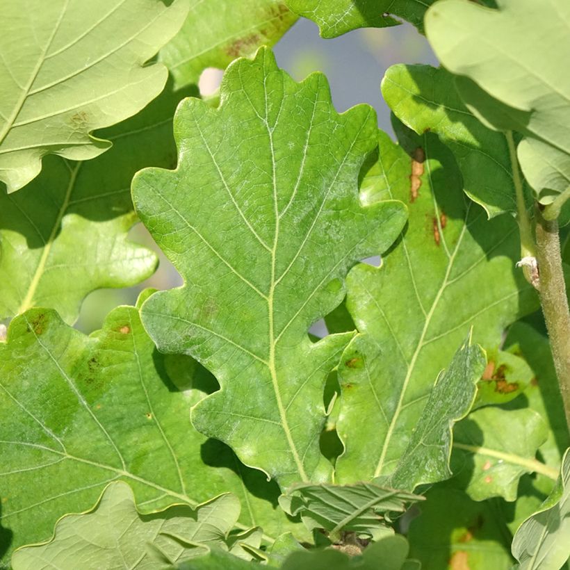 Quercus Monument (Foliage)