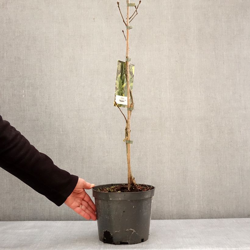 Quercus Monument Vaso da 4L/5L esemplare consegnato in inverno