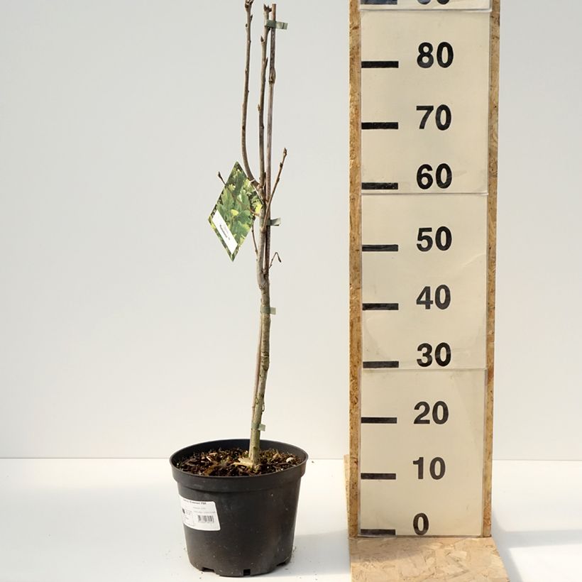 Example of Quercus Monument Vaso da 4L/5L as you get in printemps