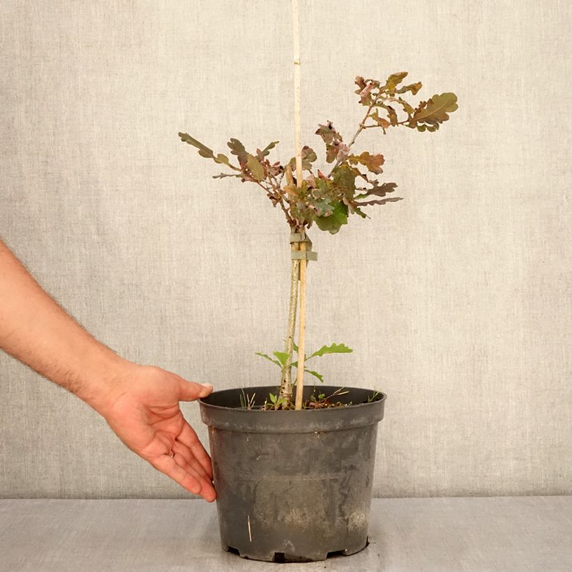 Esemplare di Quercus robur Atropurpurea - Farnia, Vaso da 4L/5L consegnato in estate
