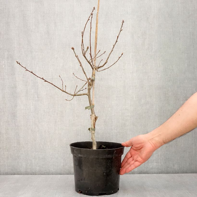 Example of Quercus robur Atropurpurea - Farnia, Vaso da 4L/5L as you get in printemps