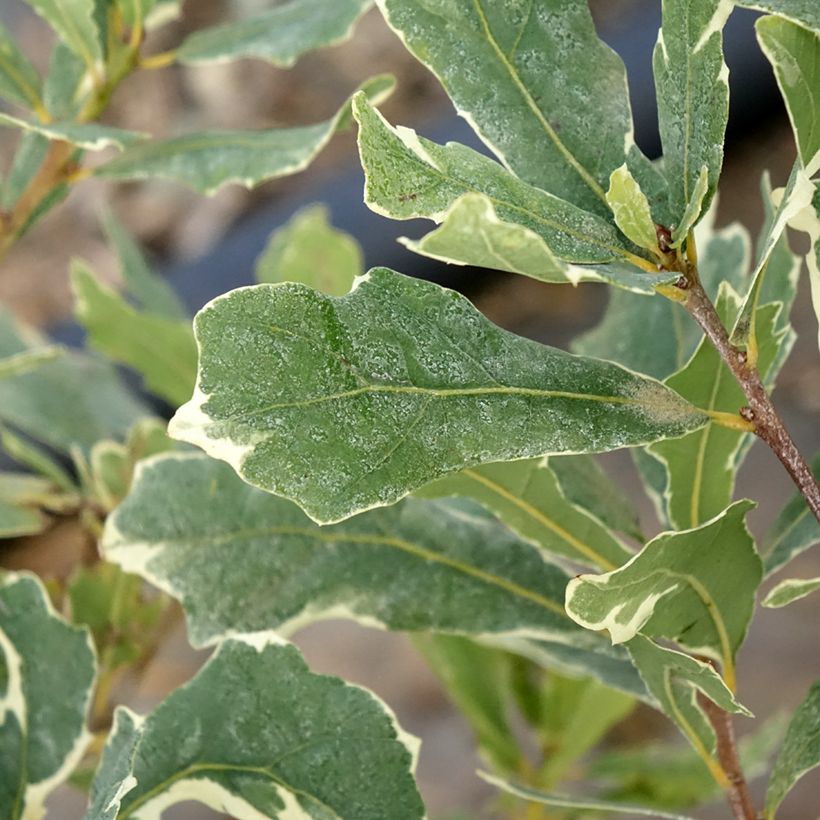 Quercus robur Argenteomarginata - Farnia (Foliage)