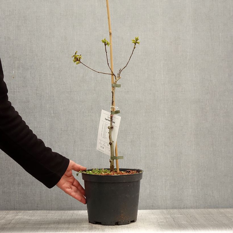 Example of Quercus robur Argenteomarginata - Farnia Vaso da 4L/5L as you get in printemps