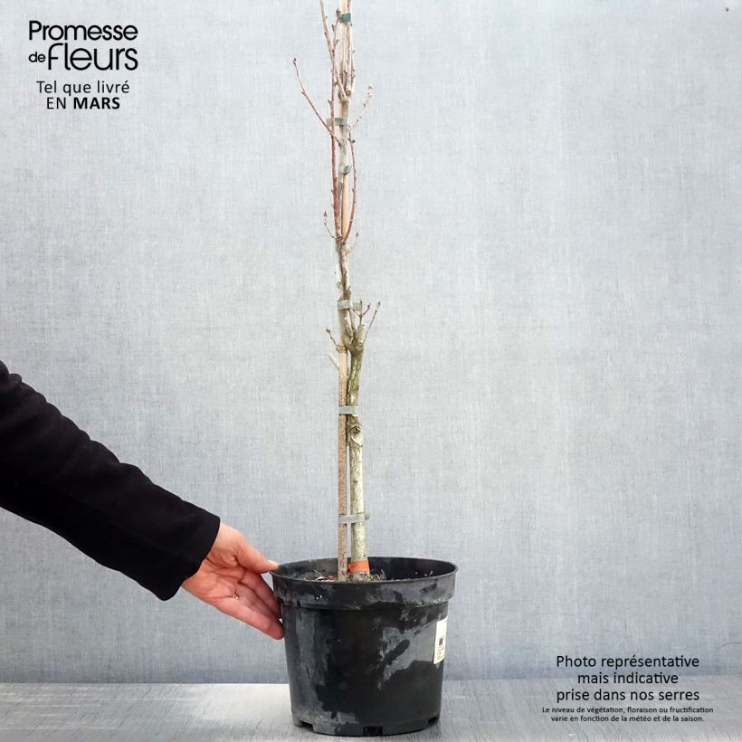 Quercus robur Fastigiata - Farnia Vaso da 4L/5L esemplare consegnato in primavera