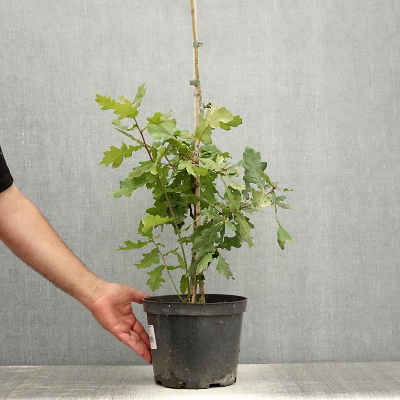 Esemplare di Quercus robur Jan Zamoyski - Farnia Vaso da 4L/5L consegnato in estate