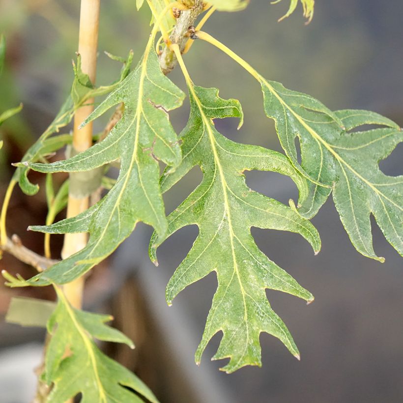 Quercus robur Miky - Farnia (Fogliame)