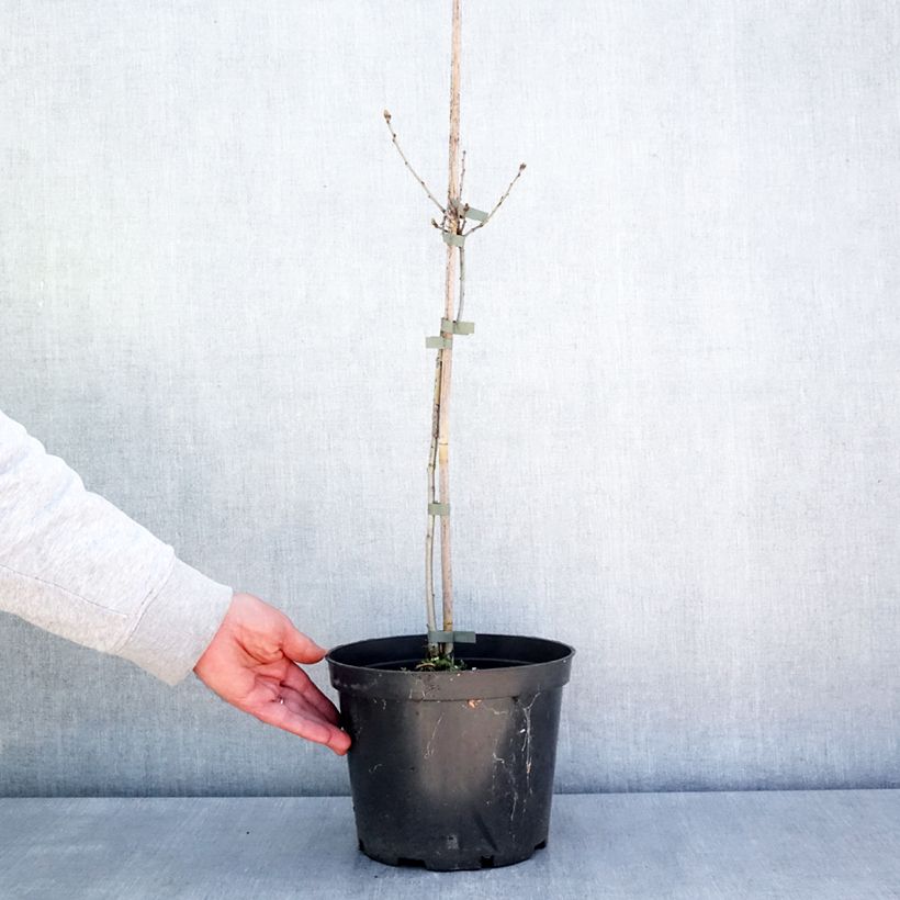 Quercus robur Miky - Farnia Vaso da 4L/5L esemplare consegnato in primavera