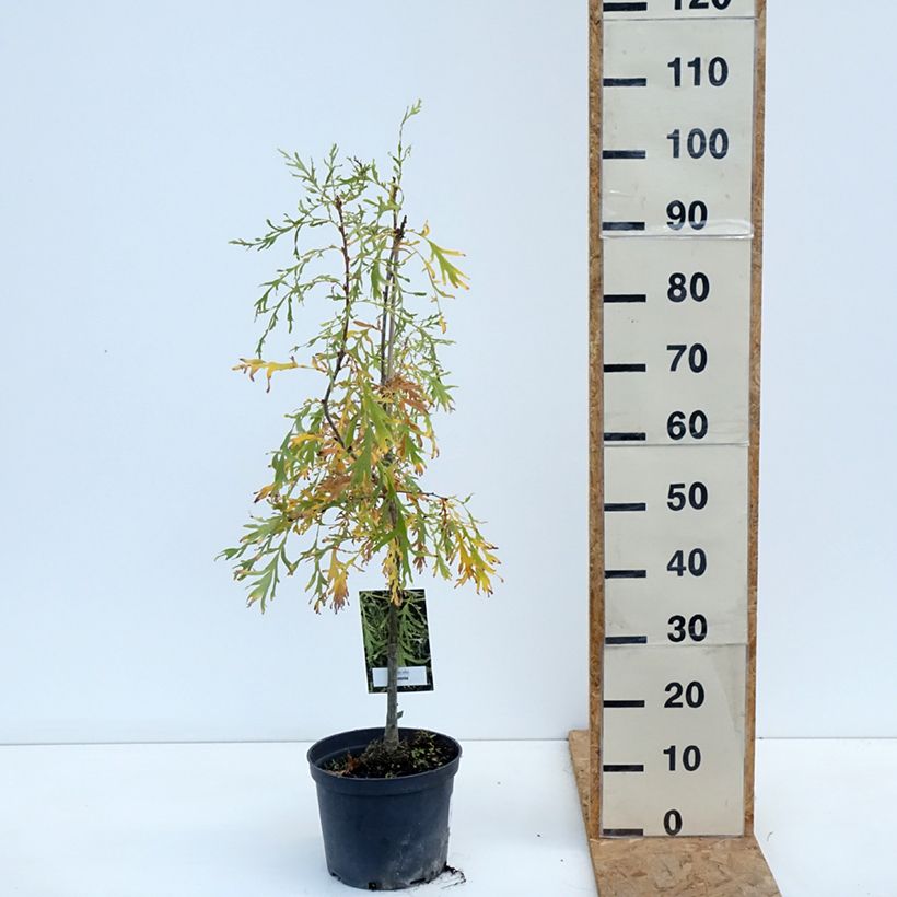 Esemplare di Quercus robur Posnania - Farnia Vaso da 4L/5L come consegnato in autunno