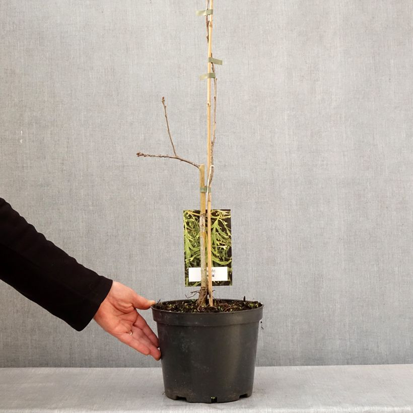 Example of Quercus robur Posnania - Farnia Vaso da 4L/5L as you get in printemps