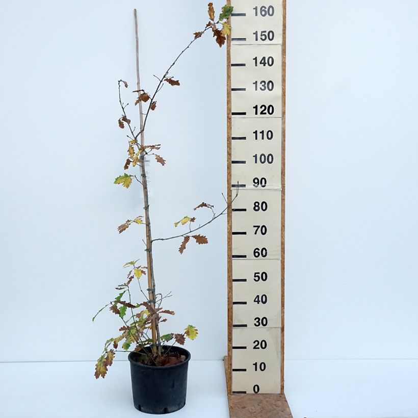 Esemplare di Quercus robur - Farnia Vaso da 7,5L/10L come consegnato in autunno