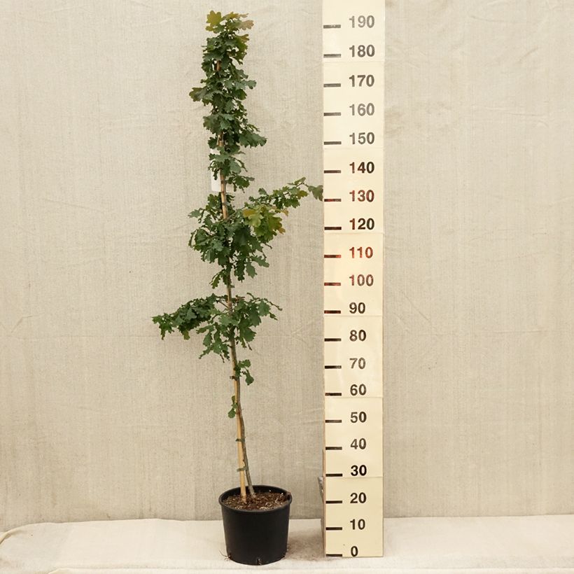 Quercus robur - Farnia Vaso da 7,5L/10L esemplare consegnato in primavera