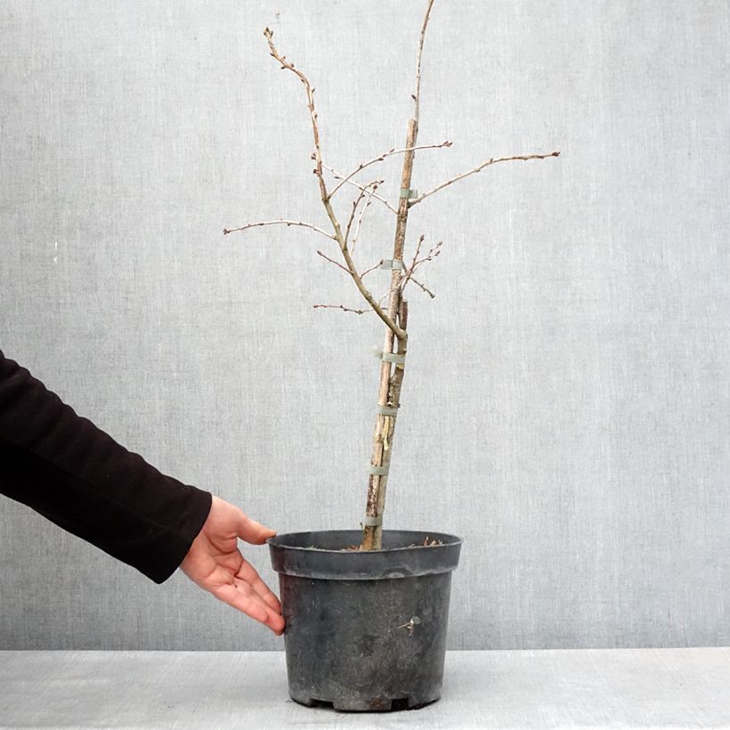 Chêne pédonculé - Quercus robur Variegata Vaso da 4L/5L esemplare consegnato in primavera