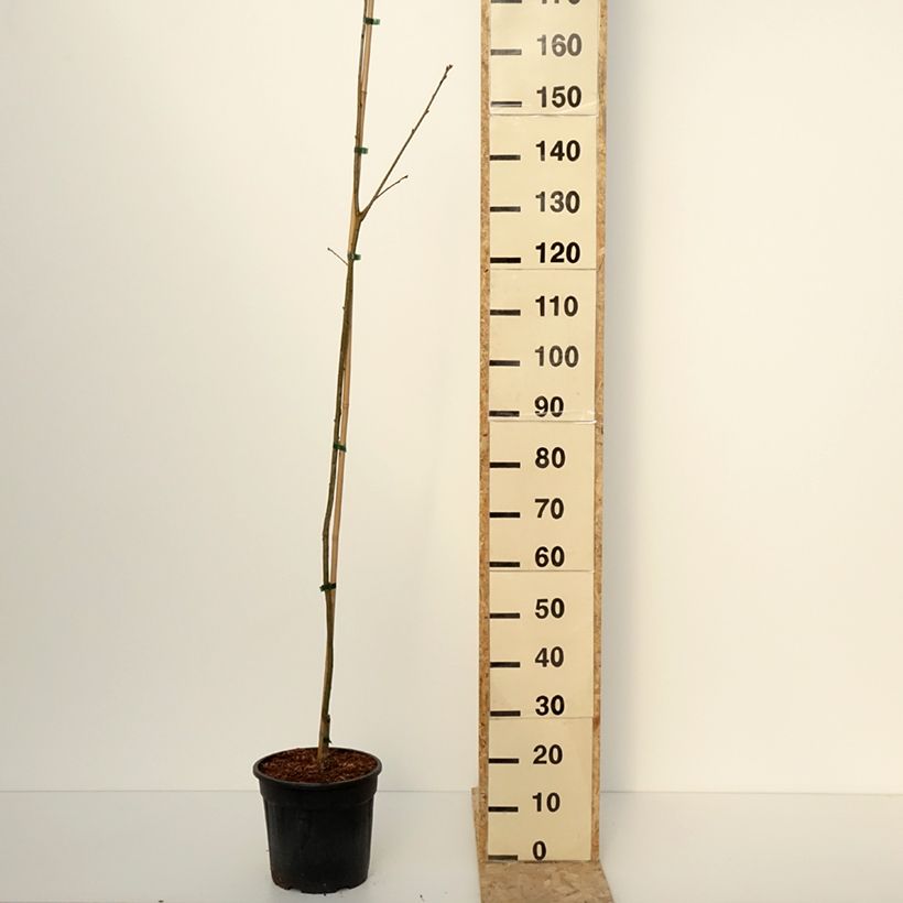 Chêne rouge d'Amérique – Quercus rubra Boltes Gold Pot de 7,5L/10L esemplare consegnato in inverno