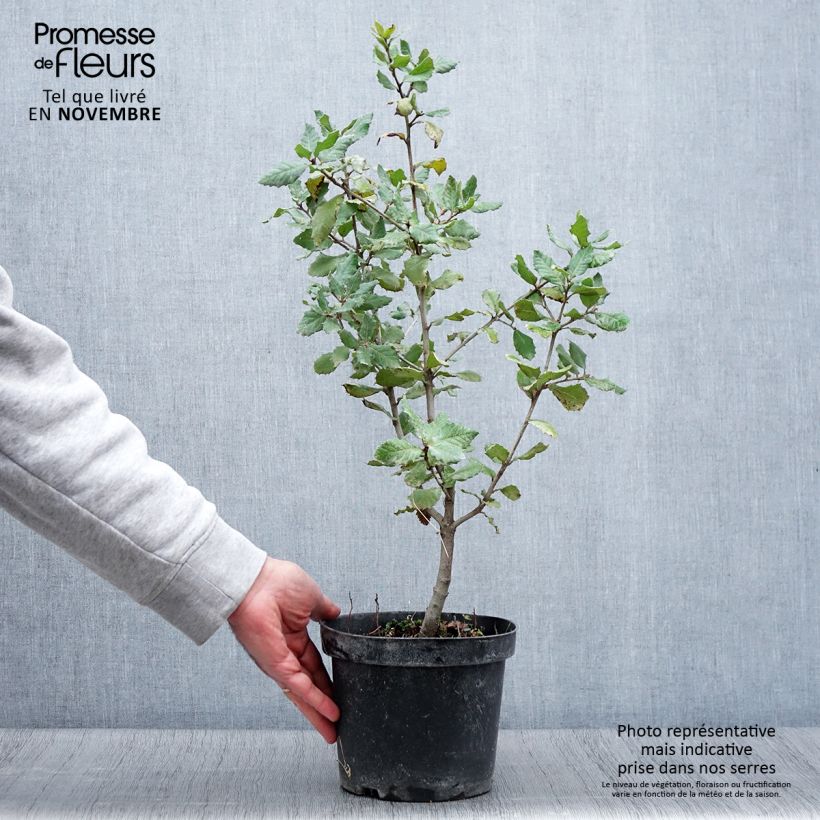 Esemplare di Quercus ilex - Quercia leccio Vaso da 3L/4L, A cespuglio come consegnato in autunno
