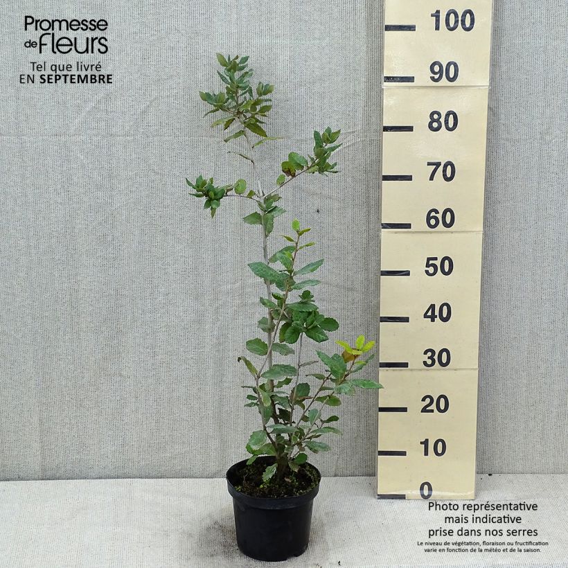 Esemplare di Quercus ilex - Quercia leccio Vaso da 3L/4L, A cespuglio consegnato in estate