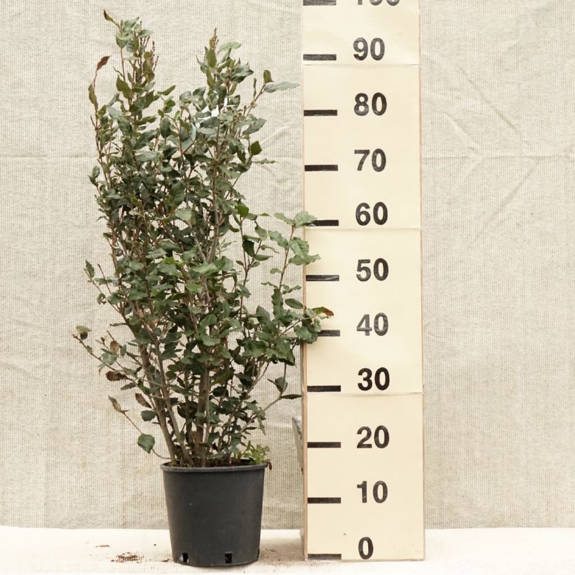 Example of Quercus ilex - Quercia leccio Vaso da 3L/4L, A cespuglio as you get in printemps
