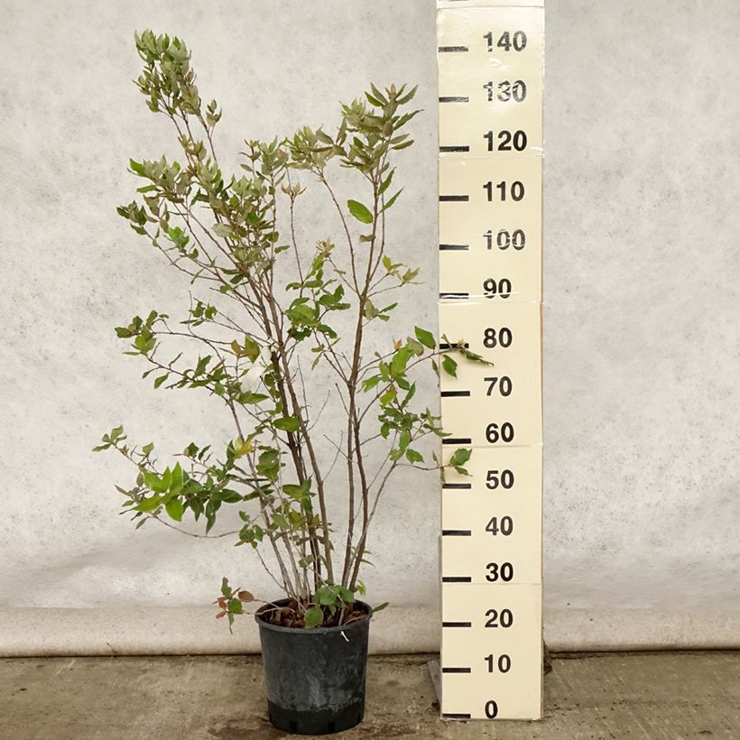 Esemplare di Quercus ilex - Quercia leccio Vaso da 6L/7L, A cespuglio consegnato in estate
