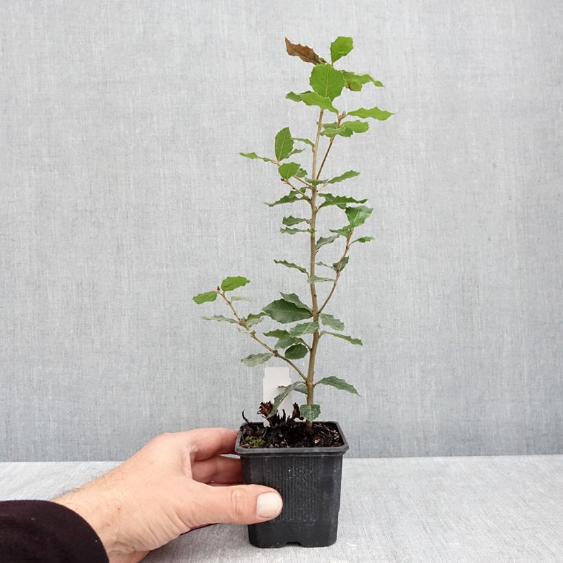 Example of Quercus ilex - Quercia leccio Vasetto da 8/9 cm as you get in automne