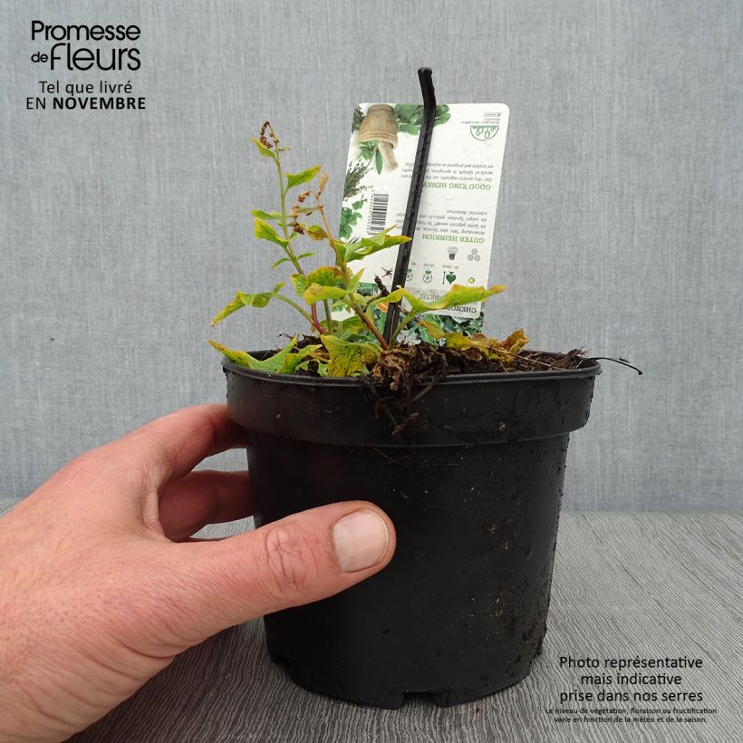 Esemplare di Chénopode Bon Henri en plant - Chenopodium bonus-henricus Godet de 8/9 cm come consegnato in autunno