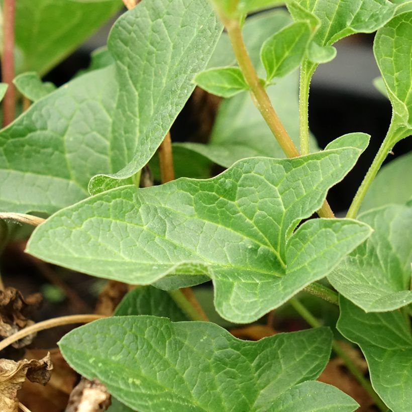 Spinacio selvatico bonus-henricus (piante) (Foliage)