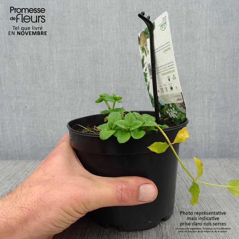 Esemplare di Chervis - Sium sisarum Pot de 1,5L/2L come consegnato in autunno