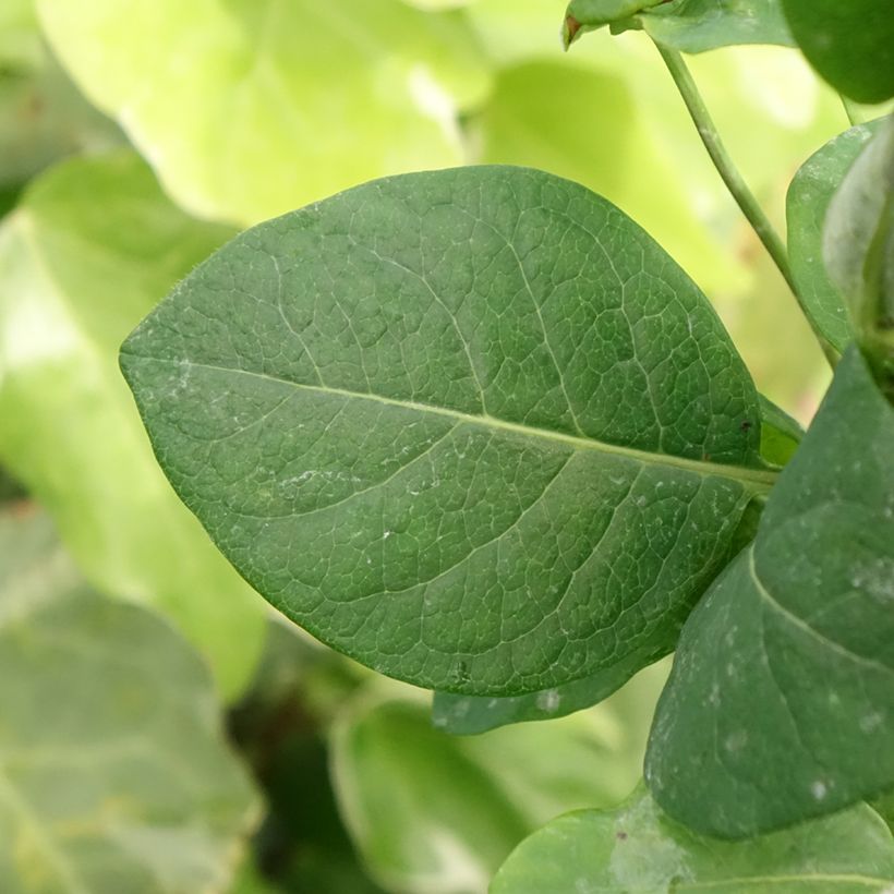 Lonicera periclymenum Belgica Select - Caprifoglio atlantico (Fogliame)