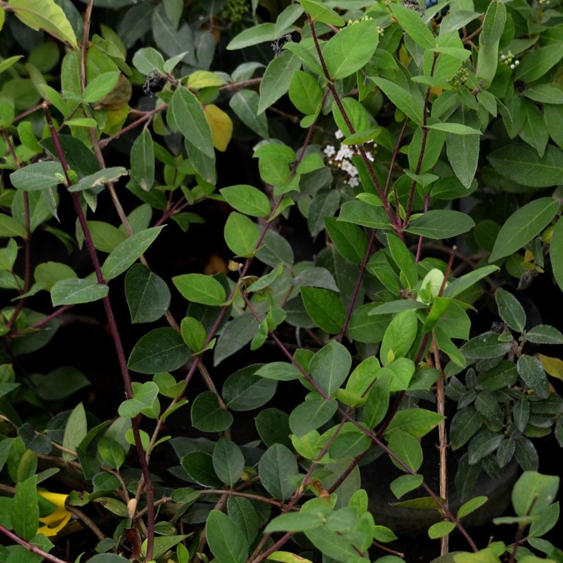 Lonicera fragrantissima - Caprifoglio odoroso (Foliage)