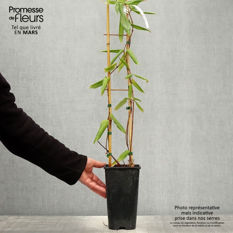 Lonicera henryi - Caprifoglio Vaso da 2L/3L esemplare consegnato in primavera