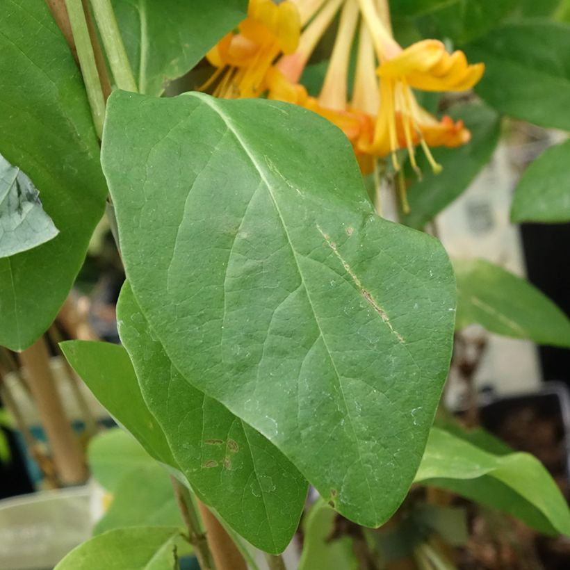 Lonicera tellmaniana - Caprifoglio (Fogliame)