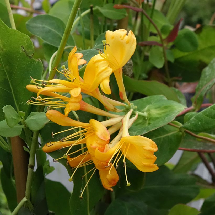 Lonicera tellmaniana - Caprifoglio (Fioritura)