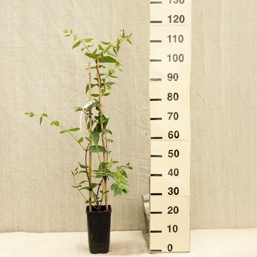 Esemplare di Lonicera henryi Caprilia Ever - Caprifoglio Vaso da 2L/3L consegnato in estate