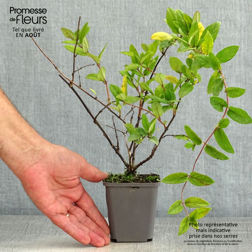 Esemplare di Lonicera japonica Dart's Acumen - Caprifoglio giapponese Vasetto da 8/9 cm consegnato in estate