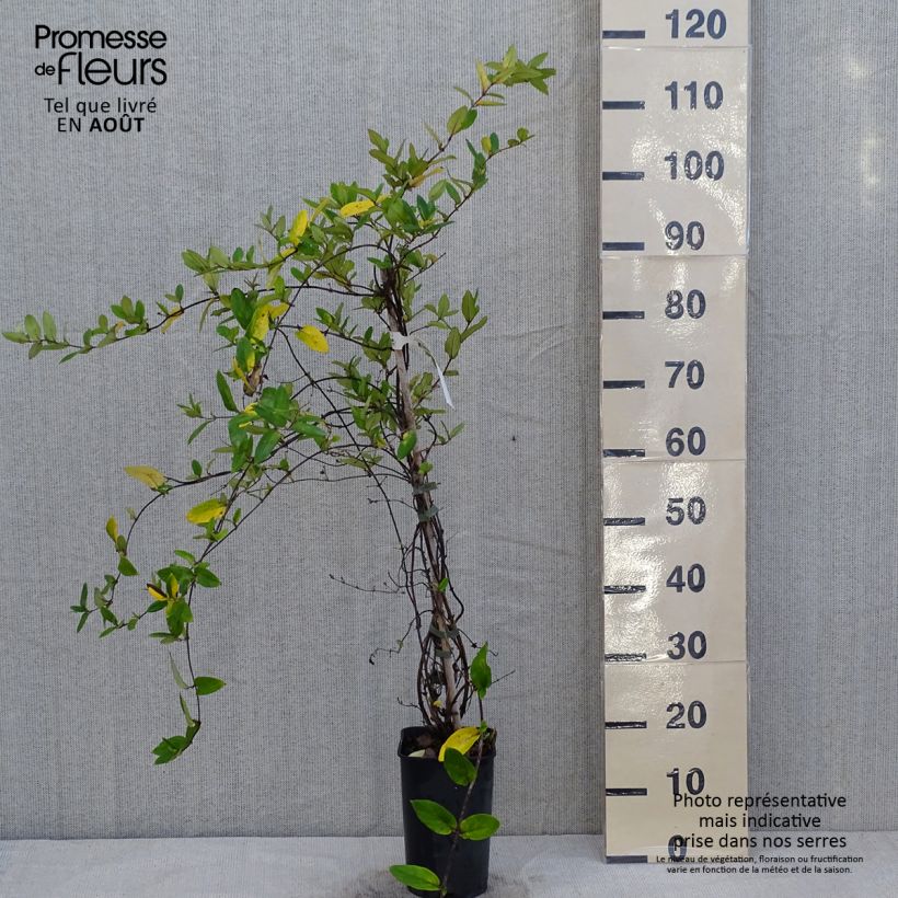 Esemplare di Lonicera japonica Dart's world - Caprifoglio giapponese Vaso da 3L/4L consegnato in estate