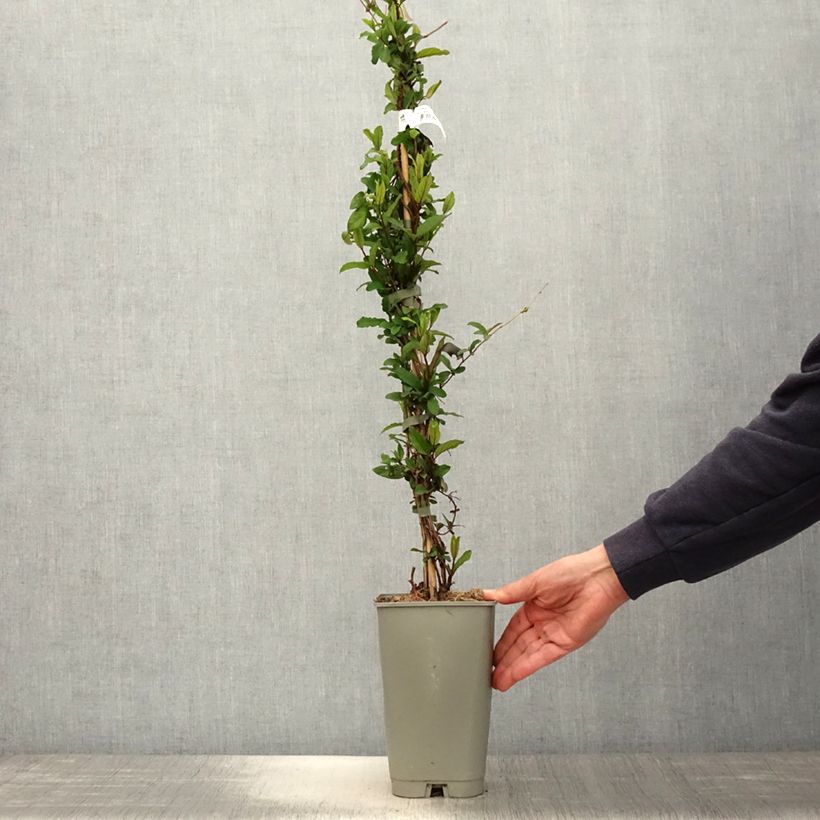 Example of Lonicera japonica Dart's world - Caprifoglio giapponese Vaso da 3L/4L as you get in printemps