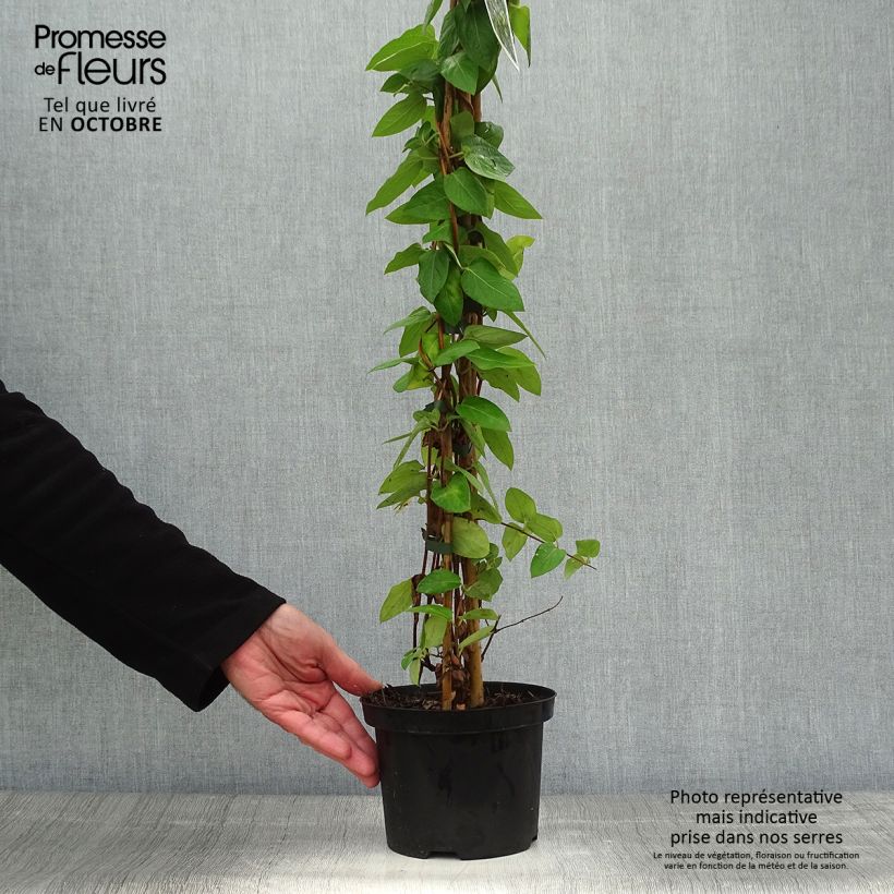Esemplare di Lonicera japonica Hall's Prolific - Caprifoglio giapponese Vaso da 2L/3L come consegnato in autunno