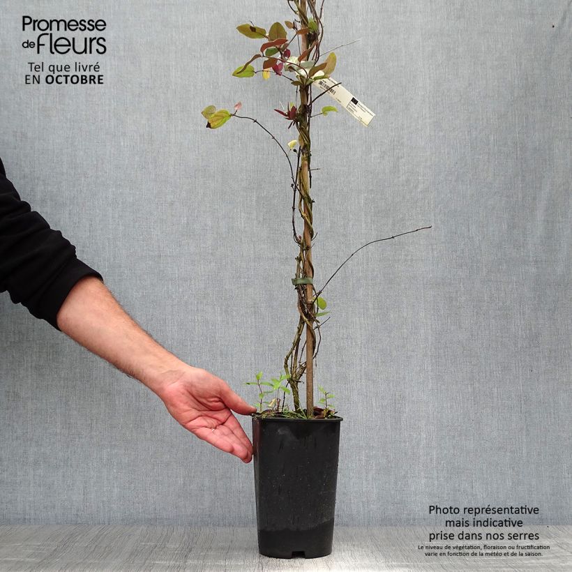 Esemplare di Lonicera japonica Sinensis - Caprifoglio giapponese Vaso da 2L/3L come consegnato in autunno
