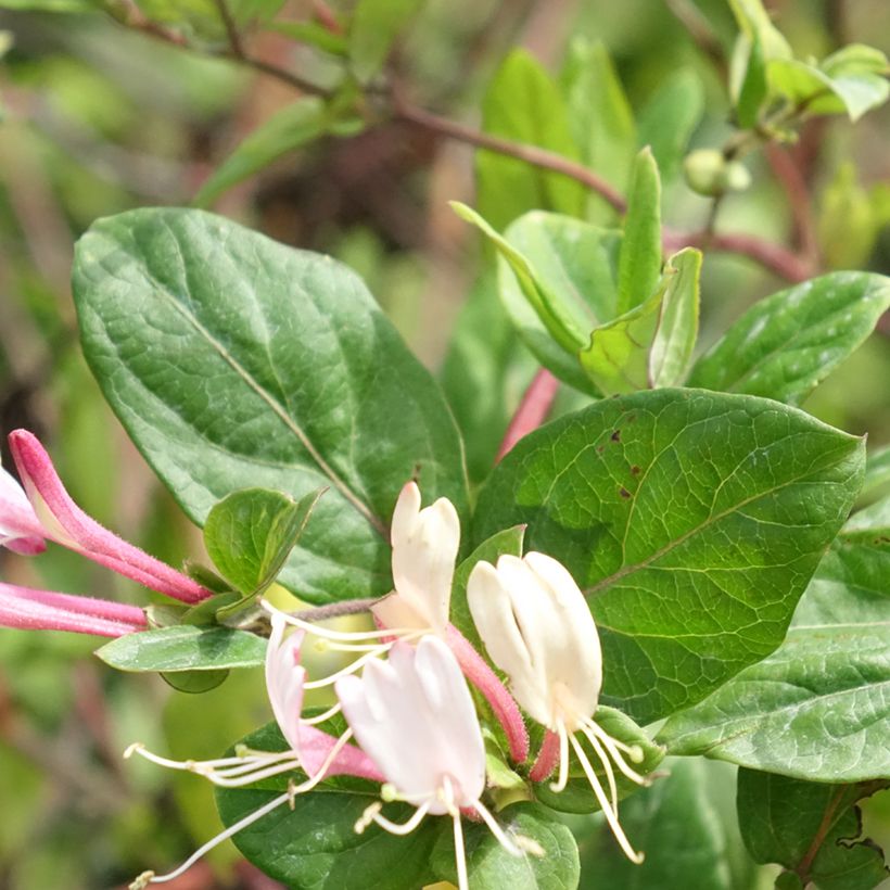 Lonicera japonica Red World - Caprifoglio giapponese (Fogliame)
