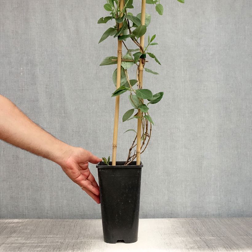 Esemplare di Lonicera heckrottii Gold Flame - Caprifoglio heckrottii Vaso da 2L/3L consegnato in estate