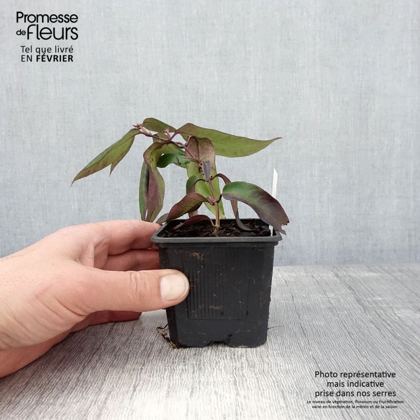 Chèvrefeuille hybride - Lonicera Marinella Godet de 8/9 cm esemplare consegnato in inverno