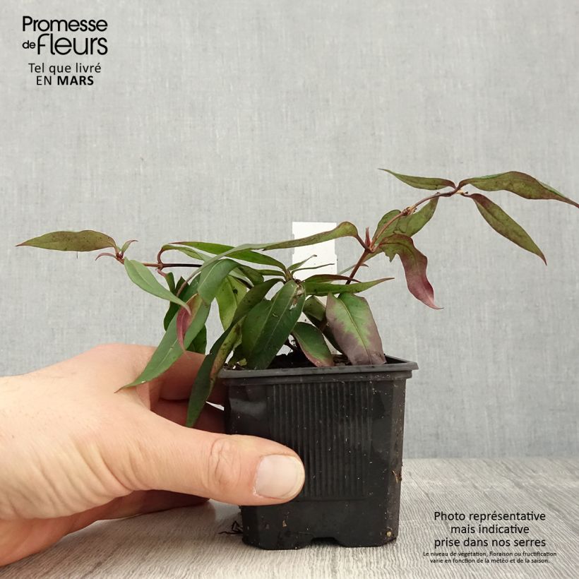 Example of Lonicera henryi Marinella - Caprifoglio Vasetto da 8/9 cm as you get in printemps