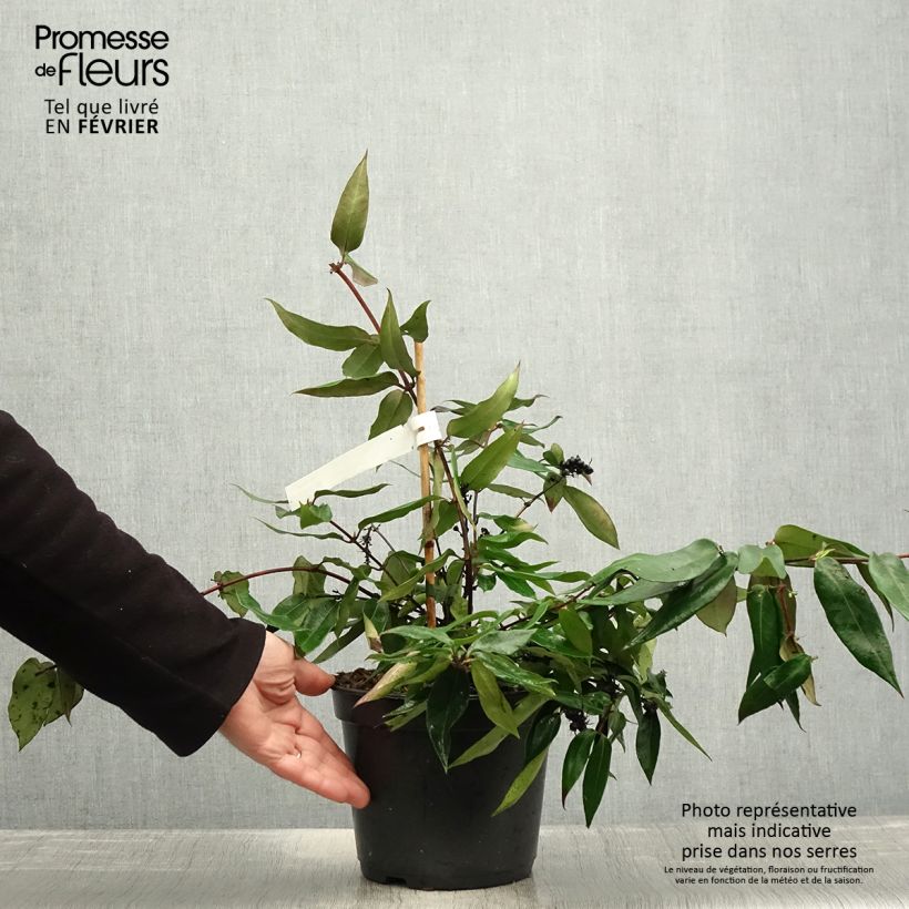 Chèvrefeuille hybride - Lonicera Marinella Pot de 4L/5L esemplare consegnato in inverno