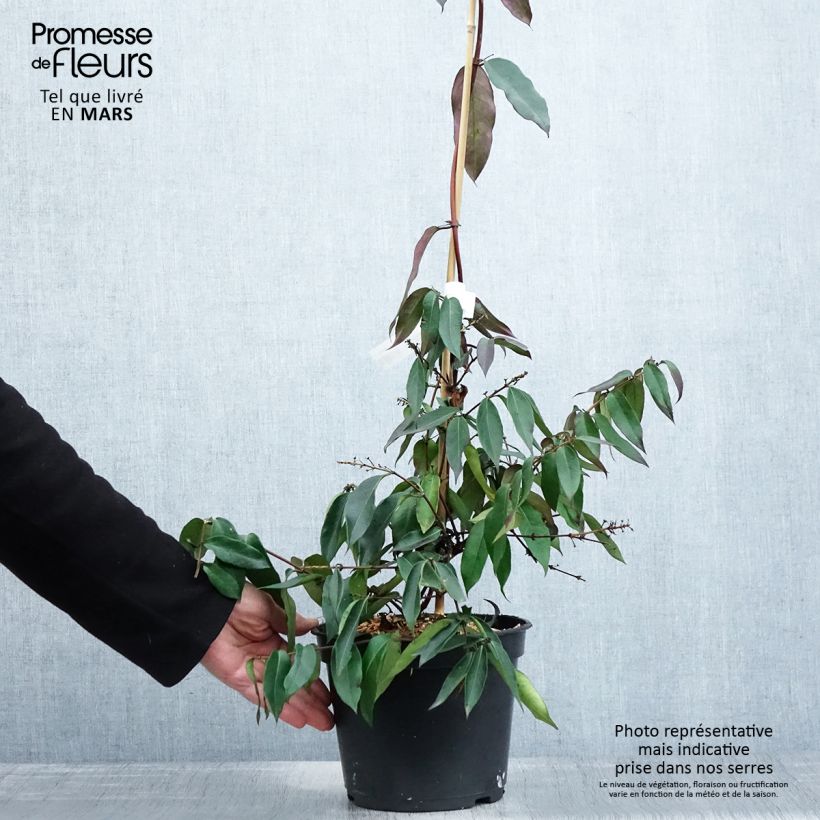 Example of Lonicera henryi Marinella - Caprifoglio Vaso da 4L/5L as you get in printemps