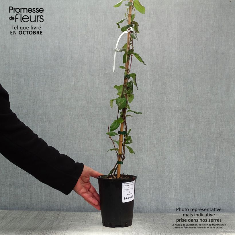 Esemplare di Lonicera periclymenum Caprilia Impérial - Caprifoglio atlantico Vaso da 2L/3L come consegnato in autunno