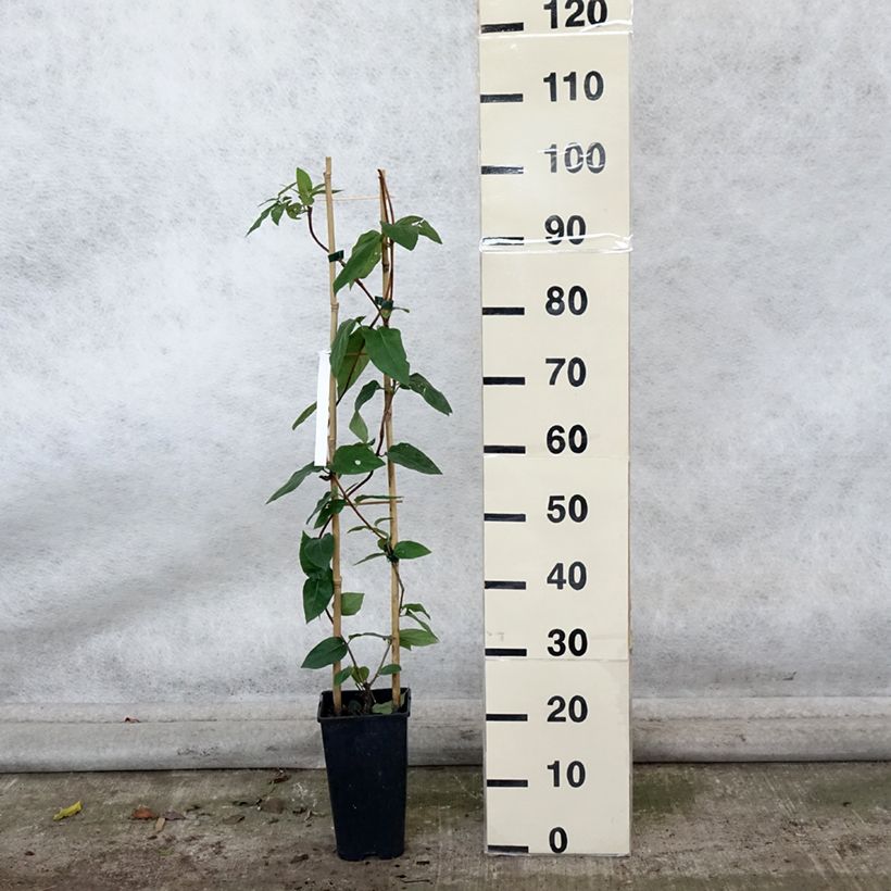 Esemplare di Lonicera similis var. delavayi - Caprifoglio Vaso da 2L/3L come consegnato in autunno