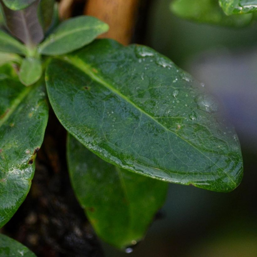 Lonicera periclymenum Fragrant Cloud - Caprifoglio atlantico (Foliage)
