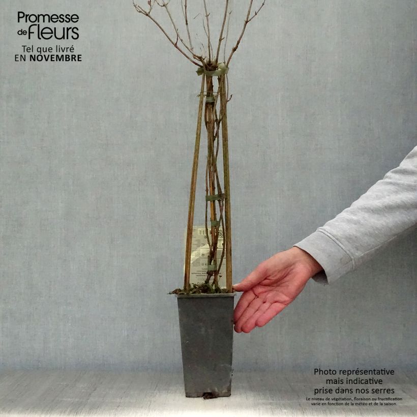 Esemplare di Chèvrefeuille - Lonicera periclymenum Belgica Pot de 1,5L/2L come consegnato in autunno
