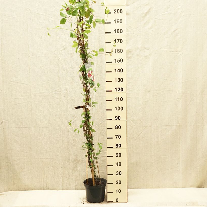 Example of Lonicera heckrottii - Caprifoglio heckrottii Vaso da 3L/4L as you get in printemps
